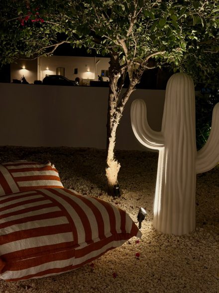 The garden at night, an olive tree and sculpted cacti lit from below